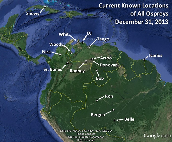 All tracked Ospreys - December 31, 2013